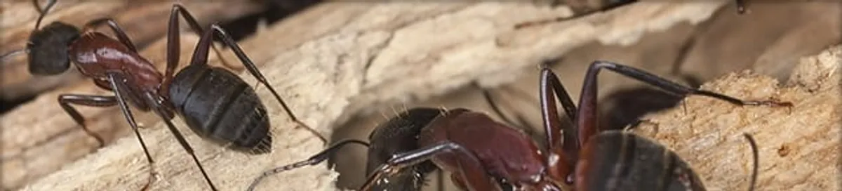 Close-up of ants on wood showing an active ant infestation in Indianapolis, IN