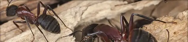 Close-up of ants on wood showing an active ant infestation in Indianapolis, IN