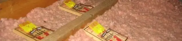 Mouse traps placed in an attic for rodent control in Indianapolis, IN