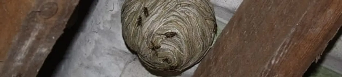 Wasp nest in an attic space, a common home infestation risk in Indianapolis, IN