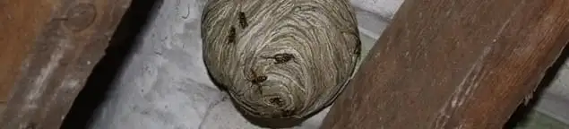 Wasp nest in an attic space, a common home infestation risk in Indianapolis, IN