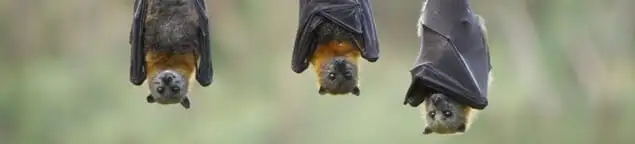 Bats roosting together, a common sign of a bat infestation in Indianapolis, IN