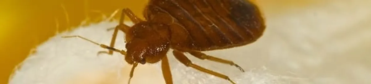 Close-up of a bed bug, a sign of an active infestation in Indianapolis, IN