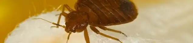 Close-up of a bed bug, a sign of an active infestation in Indianapolis, IN