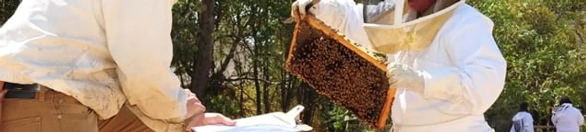 Bee removal specialists relocating a hive and honeycomb safely in Indianapolis, IN