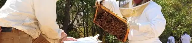 Bee removal specialists relocating a hive and honeycomb safely in Indianapolis, IN