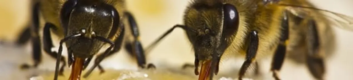 Close-up of honey bees, a sign of a nearby hive in Indianapolis, IN