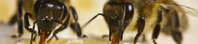 Close-up of honey bees, a sign of a nearby hive in Indianapolis, IN