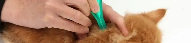 Flea treatment for pets using a flea comb, a sign of flea problems in Indianapolis, IN