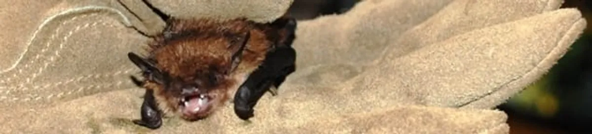 Bat removal specialist holding a bat safely during humane exclusion in Indianapolis, IN