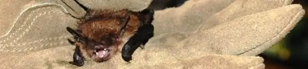 Bat removal specialist holding a bat safely during humane exclusion in Indianapolis, IN