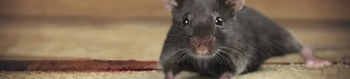 Mouse indoors, a common sign of a rodent infestation in Indianapolis, IN