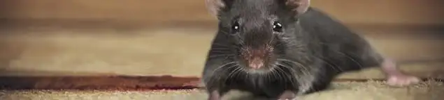 Mouse indoors, a common sign of a rodent infestation in Indianapolis, IN