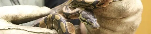Snake removal specialist safely handling a snake with protective gloves in Indianapolis, IN