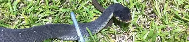 Snake in a yard, a common sign of a snake problem near a home in Indianapolis, IN