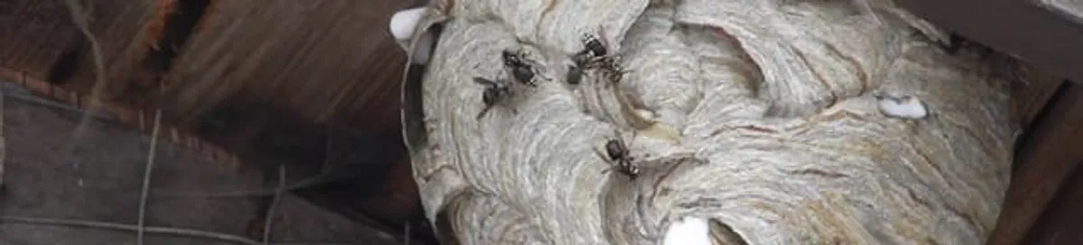 Close-up of a wasp nest with active wasps, a sign of an infestation in Indianapolis, IN