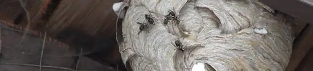 Close-up of a wasp nest with active wasps, a sign of an infestation in Indianapolis, IN